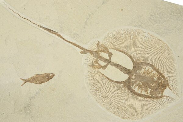 Fossil Stingray (Heliobatis) From Warfield Quarry near Kemmerer, Wyoming.